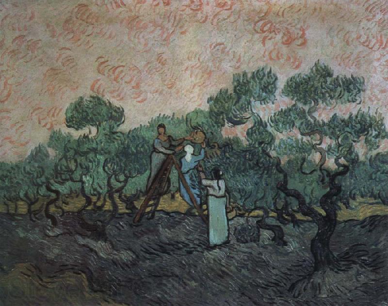 Vincent Van Gogh the olive pickers,saint remy,1889